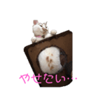 ねっこa（個別スタンプ：2）