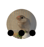 文鳥むぎちゃんいとちゃん！（個別スタンプ：7）