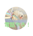 文鳥むぎちゃんいとちゃん！（個別スタンプ：10）