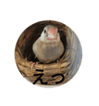 文鳥むぎちゃんいとちゃん！（個別スタンプ：11）