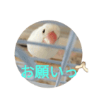 文鳥むぎちゃんいとちゃん！（個別スタンプ：15）