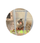 文鳥むぎちゃんいとちゃん！（個別スタンプ：19）