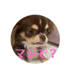犬三昧ver6.1（個別スタンプ：4）