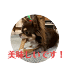 犬三昧ver6.1（個別スタンプ：7）