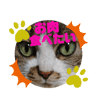 ナナエモン⑤秋っぽい（個別スタンプ：4）