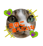 ナナエモン⑤秋っぽい（個別スタンプ：5）