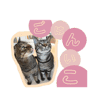うち家ねこず（個別スタンプ：3）
