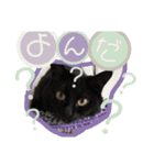 うち家ねこず（個別スタンプ：5）