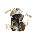 うち家ねこず（個別スタンプ：8）