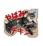 うち家ねこず（個別スタンプ：9）