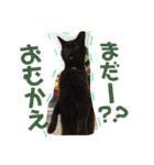うち家ねこず（個別スタンプ：10）