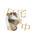 うち家ねこず（個別スタンプ：11）