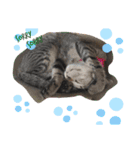 うち家ねこず（個別スタンプ：14）
