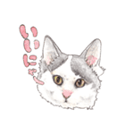 にくきゅーハイタッチ猫さんスタンプ（個別スタンプ：5）