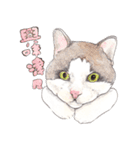 にくきゅーハイタッチ猫さんスタンプ（個別スタンプ：7）