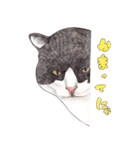 にくきゅーハイタッチ猫さんスタンプ（個別スタンプ：11）