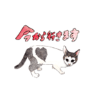 にくきゅーハイタッチ猫さんスタンプ（個別スタンプ：20）