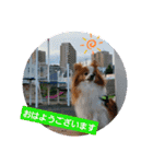 ぱぴぱぴパピヨン36（個別スタンプ：2）