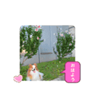 ぱぴぱぴパピヨン36（個別スタンプ：5）