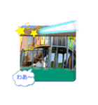 ぱぴぱぴパピヨン36（個別スタンプ：10）