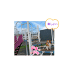 ぱぴぱぴパピヨン36（個別スタンプ：12）