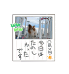 ぱぴぱぴパピヨン36（個別スタンプ：13）