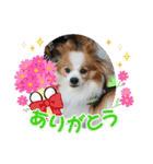 ぱぴぱぴパピヨン36（個別スタンプ：14）