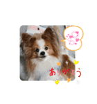 ぱぴぱぴパピヨン36（個別スタンプ：15）