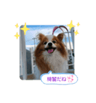 ぱぴぱぴパピヨン36（個別スタンプ：18）