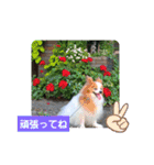ぱぴぱぴパピヨン36（個別スタンプ：21）