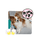 ぱぴぱぴパピヨン36（個別スタンプ：23）