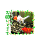 金魚の言葉1（個別スタンプ：1）