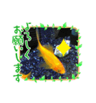 金魚の言葉1（個別スタンプ：11）