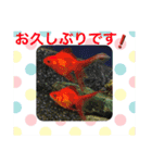 金魚の言葉1（個別スタンプ：31）