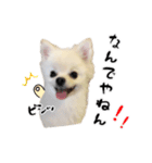 関西弁のかわいい犬（ポメラニアン）（個別スタンプ：3）