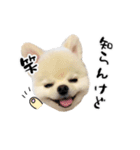 関西弁のかわいい犬（ポメラニアン）（個別スタンプ：5）