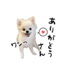 関西弁のかわいい犬（ポメラニアン）（個別スタンプ：6）