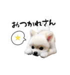 関西弁のかわいい犬（ポメラニアン）（個別スタンプ：9）