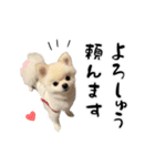 関西弁のかわいい犬（ポメラニアン）（個別スタンプ：10）