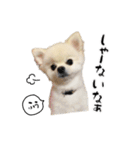 関西弁のかわいい犬（ポメラニアン）（個別スタンプ：12）