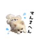 関西弁のかわいい犬（ポメラニアン）（個別スタンプ：13）
