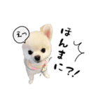 関西弁のかわいい犬（ポメラニアン）（個別スタンプ：14）