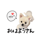 関西弁のかわいい犬（ポメラニアン）（個別スタンプ：16）