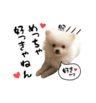 関西弁のかわいい犬（ポメラニアン）（個別スタンプ：17）