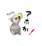 関西弁のかわいい犬（ポメラニアン）（個別スタンプ：19）