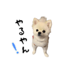 関西弁のかわいい犬（ポメラニアン）（個別スタンプ：21）