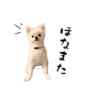 関西弁のかわいい犬（ポメラニアン）（個別スタンプ：24）