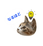 つんつくつくしんぼ（個別スタンプ：8）