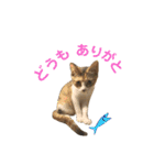 つんつくつくしんぼ（個別スタンプ：11）