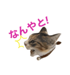 つんつくつくしんぼ（個別スタンプ：17）